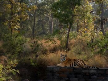 Wildlife Tour - Golden Triangle Tiger Safari Expedition
