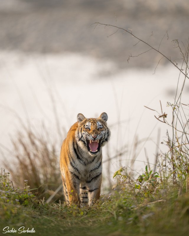 Tiger Marathon: A Comprehensive Wildlife Odyssey